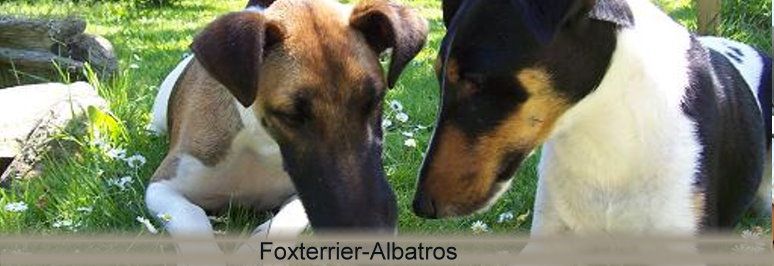 foxterrier - Links