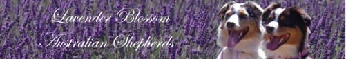 lavenderblossom - Links