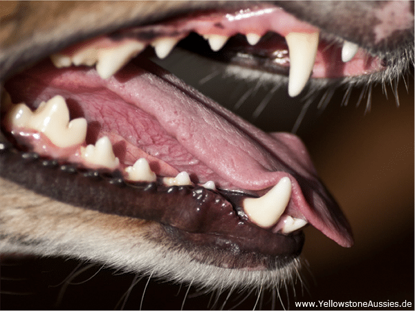 Gebiss und Zähne eines Hundes